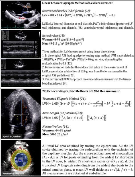 lv segment echo|Lv wall thickness echo.